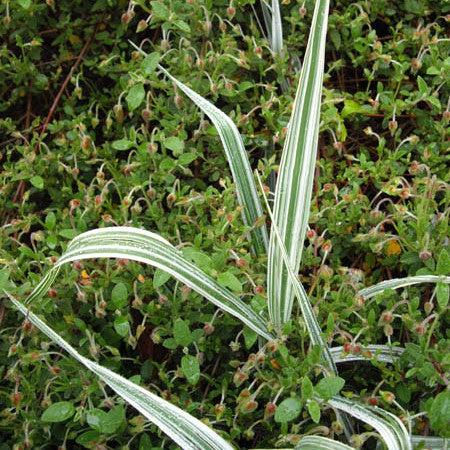 Phalaris arundinacea var. picta 'Picta' ~ Picta Ribbon Grass-ServeScape