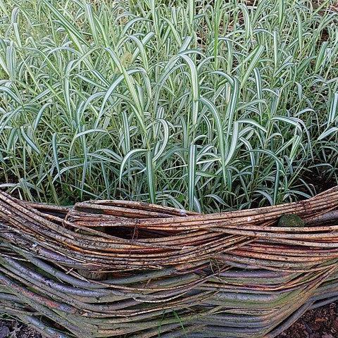 Phalaris arundinacea var. picta 'Feesey' ~ Strawberries & Cream Ribbon Grass-ServeScape