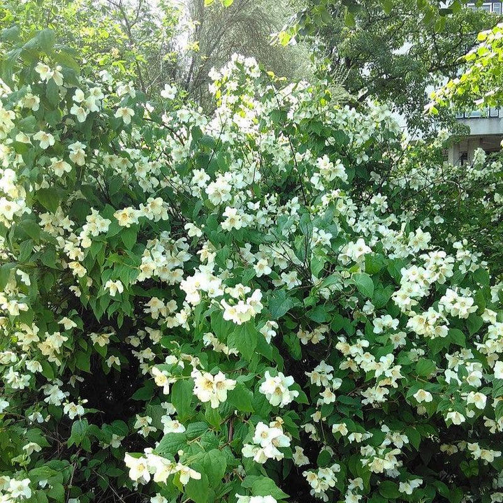 Philadelphus coronarius ~ Mockorange-ServeScape