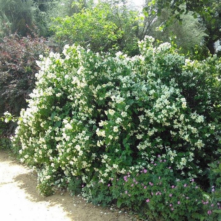Philadelphus coronarius ~ Mockorange-ServeScape
