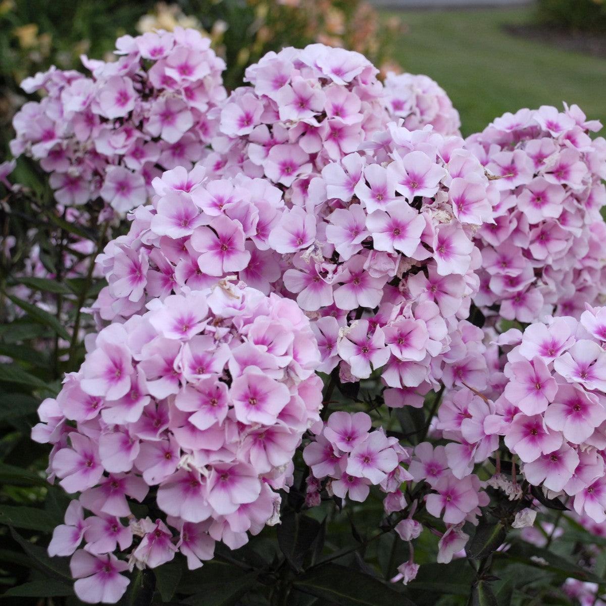 Phlox paniculata 'Bright Eyes' ~ Bright Eyes Phlox-ServeScape