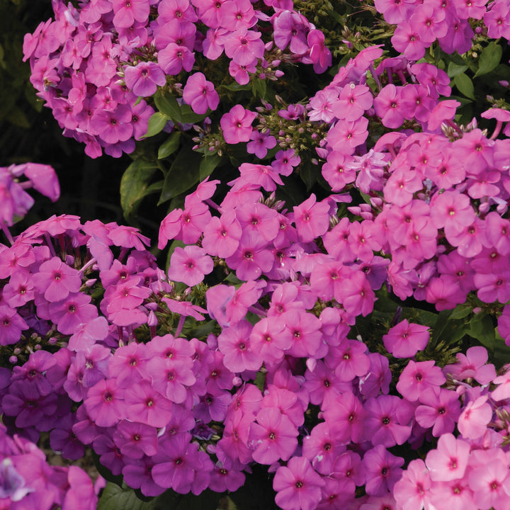 Phlox paniculata 'Flame Pink' ~ Flame® Pink Phlox-ServeScape