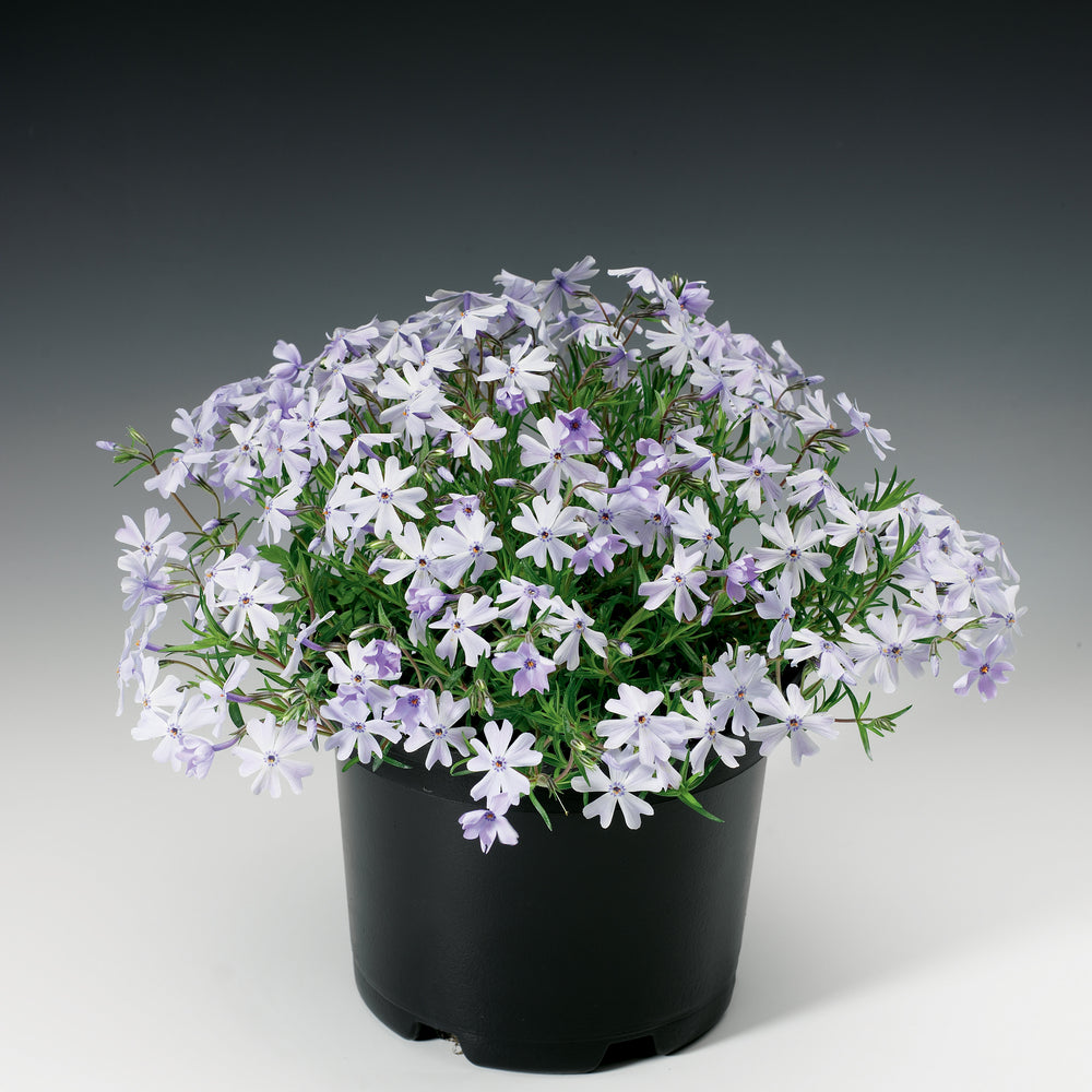 Phlox subulata 'Emerald Cushion Blue' ~ Emerald Cushion Blue Creeping Phlox-ServeScape