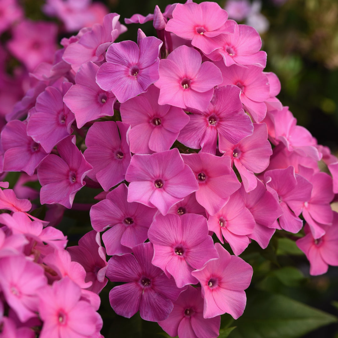 Phlox paniculata 'Balsukapin' ~ Super Ka-Pow™ Pink Phlox-ServeScape