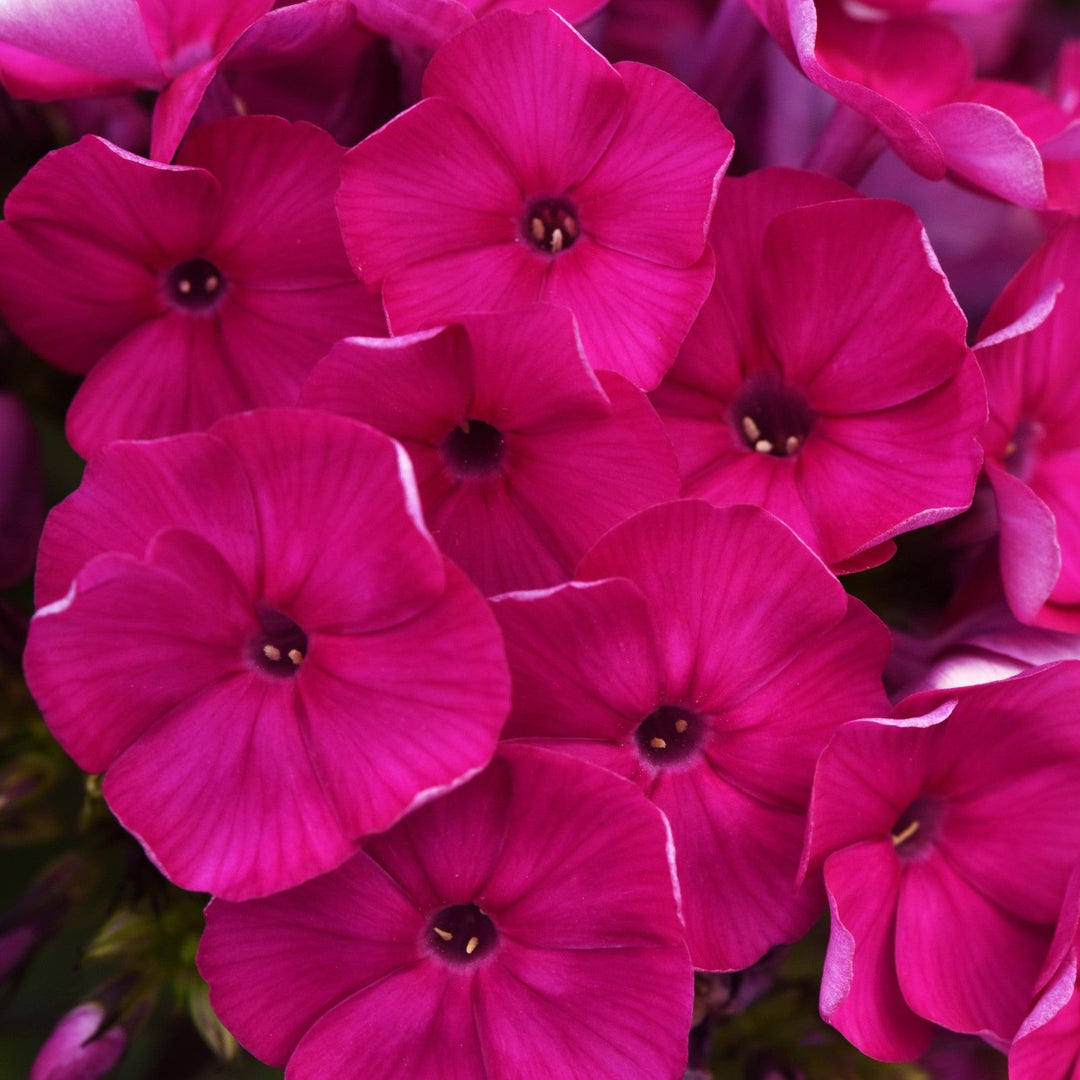 Phlox paniculata 'Balsukafus' ~ Super Ka-Pow™ Fuchsia Phlox-ServeScape