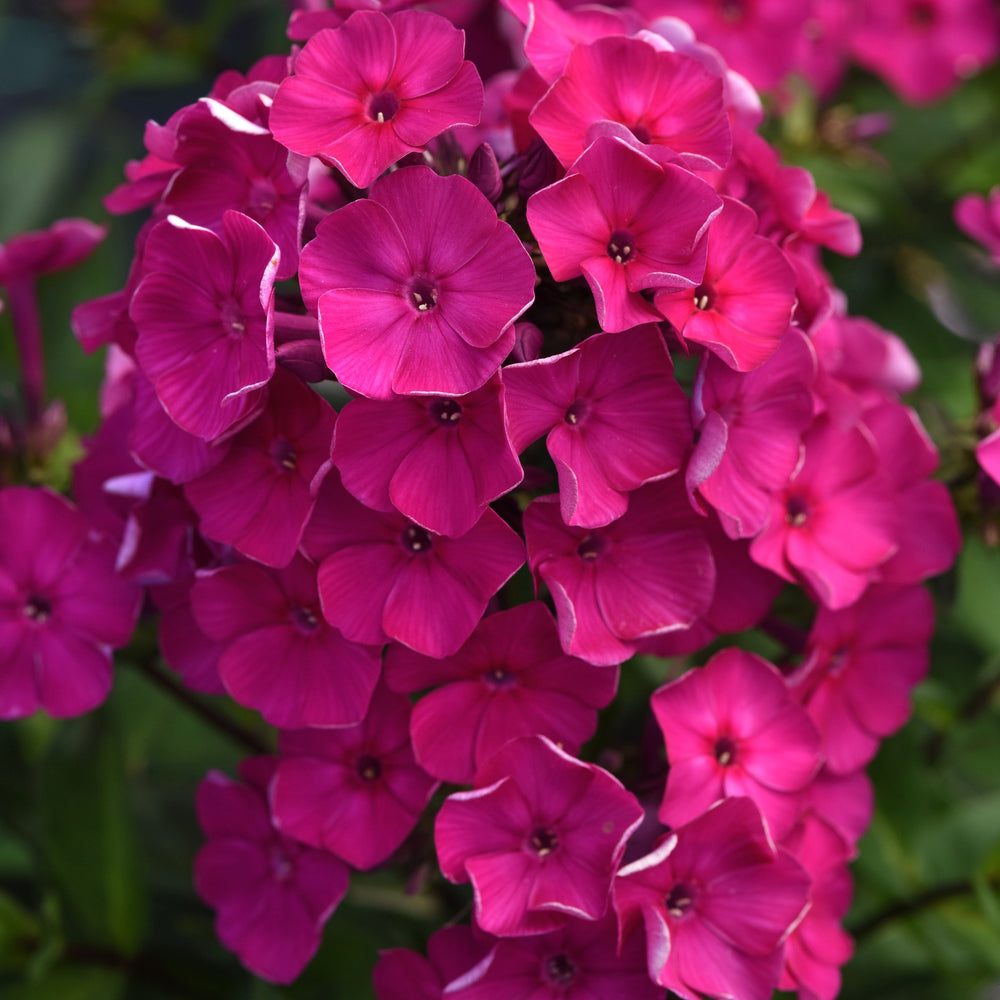Phlox paniculata 'Balsukafus' ~ Super Ka-Pow™ Fuchsia Phlox-ServeScape