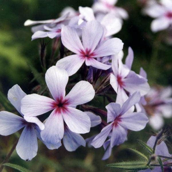 Phlox divaricata subsp. laphamii 'Chattahoochee' ~ Chattahoochee Woodland Phlox-ServeScape