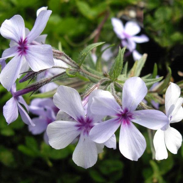 Phlox divaricata subsp. laphamii 'Chattahoochee' ~ Chattahoochee Woodland Phlox-ServeScape