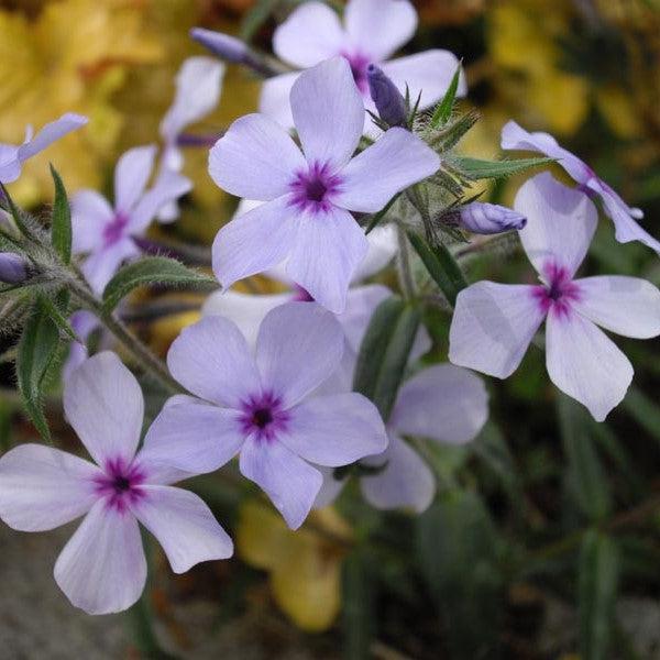 Phlox divaricata subsp. laphamii 'Chattahoochee' ~ Chattahoochee Woodland Phlox-ServeScape