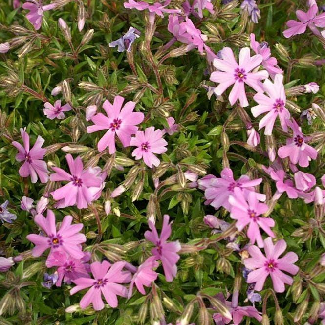 Phlox subulata 'Fort Hill' ~ Fort Hill Creeping Phlox-ServeScape