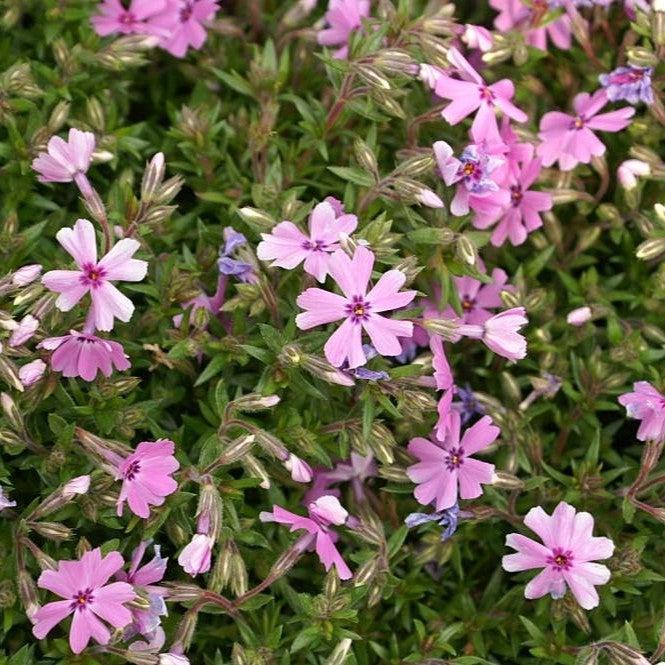 Phlox subulata 'Fort Hill' ~ Fort Hill Creeping Phlox-ServeScape