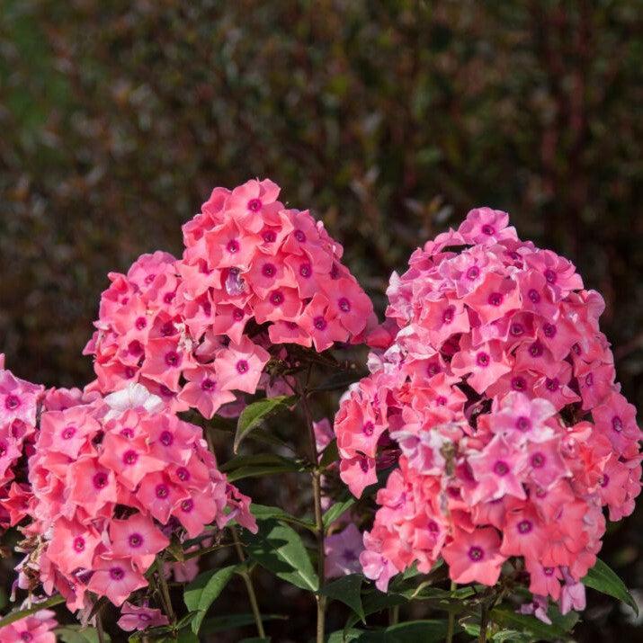 Phlox paniculata 'Ditomdre' PP20,907 ~ First Editions® Coral Crème Drop™ Phlox-ServeScape