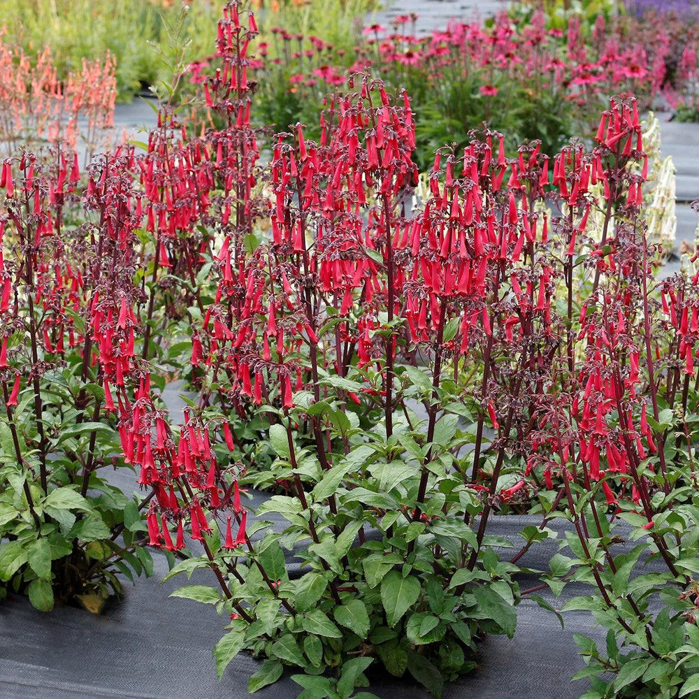 Phygelius 'TNPHYCRD' ~ Colorburst™ Deep Red Cape Fuchsia-ServeScape