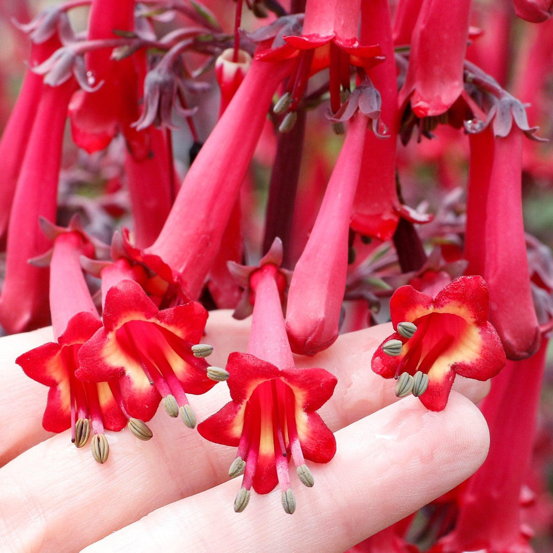 Phygelius 'TNPHYCRD' ~ Colorburst™ Deep Red Cape Fuchsia-ServeScape