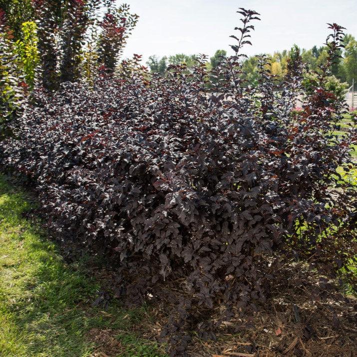 Physocarpus opulifolius 'UMNHarpell' PP30,792 ~ First Editions® Fireside® Ninebark-ServeScape