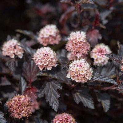 Physocarpus opulifolius 'UMNHarpell' PP30,792 ~ First Editions® Fireside® Ninebark-ServeScape