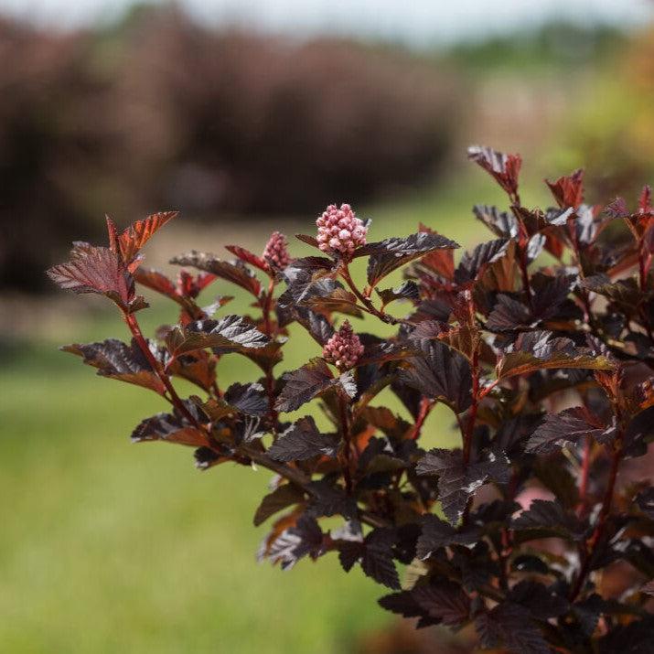 Physocarpus opulifolius 'UMNHarpell' PP30,792 ~ First Editions® Fireside® Ninebark-ServeScape