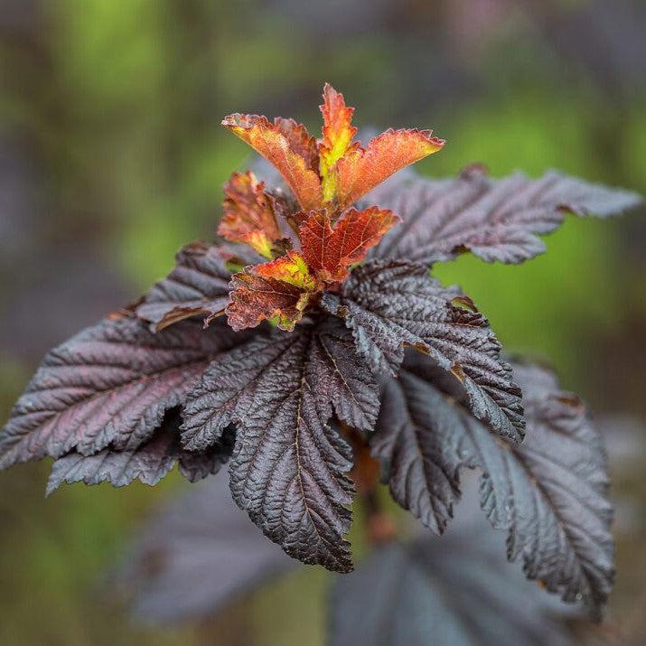 Physocarpus opulifolius 'UMNHarpell' PP30,792 ~ First Editions® Fireside® Ninebark-ServeScape