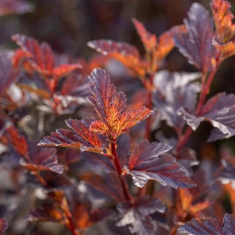 Physocarpus opulifolius 'UMNHarpell' PP30,792 ~ First Editions® Fireside® Ninebark-ServeScape