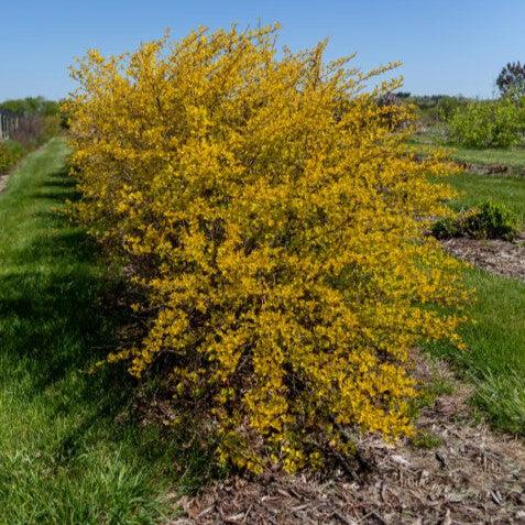 Physocarpus opulifolius 'ZLENora' PP34624 ~ First Editions® Honeycomb® Ninebark-ServeScape