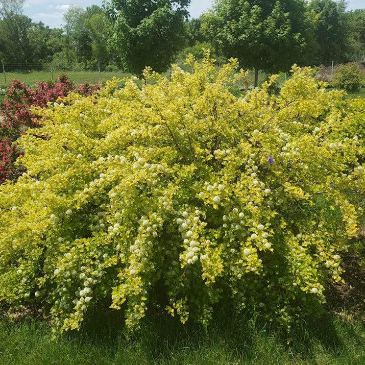 Physocarpus opulifolius 'ZLENora' PP34624 ~ First Editions® Honeycomb® Ninebark-ServeScape