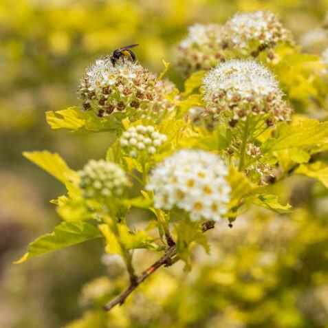 Physocarpus opulifolius 'ZLENora' PP34624 ~ First Editions® Honeycomb® Ninebark-ServeScape