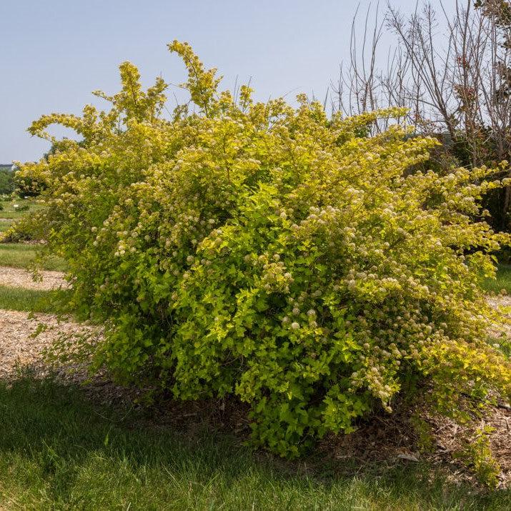 Physocarpus opulifolius 'ZLENora' PP34624 ~ First Editions® Honeycomb® Ninebark-ServeScape