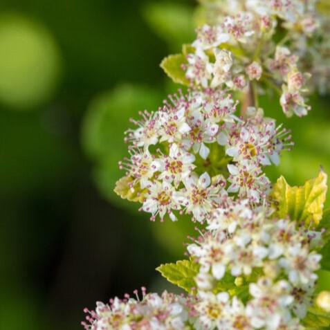 Physocarpus opulifolius 'ZLEMichael' PP34,243 ~ First Editions® Lucky Devil® Ninebark-ServeScape