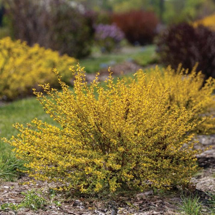 Physocarpus opulifolius 'ZLEMichael' PP34,243 ~ First Editions® Lucky Devil® Ninebark-ServeScape