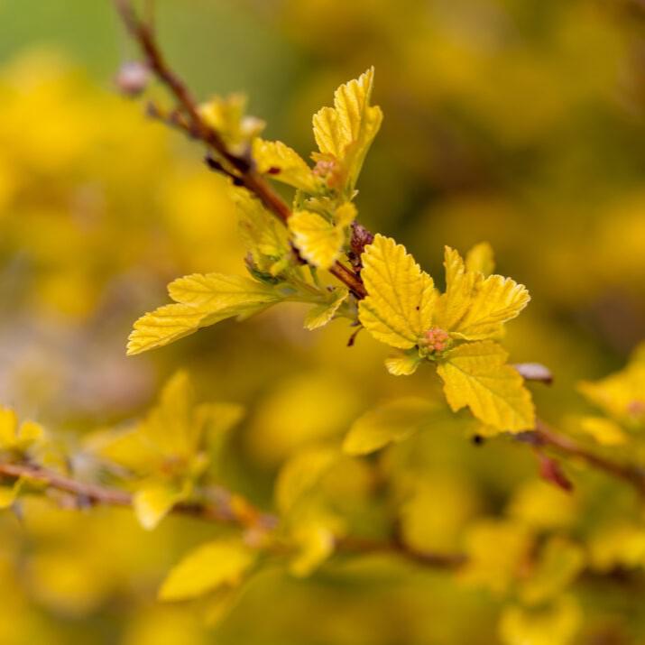 Physocarpus opulifolius 'ZLEMichael' PP34,243 ~ First Editions® Lucky Devil® Ninebark-ServeScape