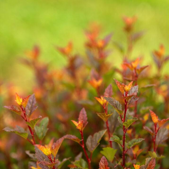 Physocarpus opulifolius 'ZLENatalie' PP34,244 ~ First Editions® Spicy Devil® Ninebark-ServeScape