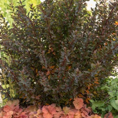 Physocarpus opulifolius 'ZLENatalie' PP34,244 ~ First Editions® Spicy Devil® Ninebark-ServeScape