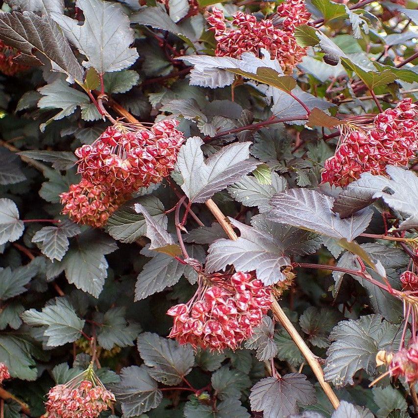 Physocarpus opulifolius 'Monlo' ~ Diablo® Ninebark-ServeScape