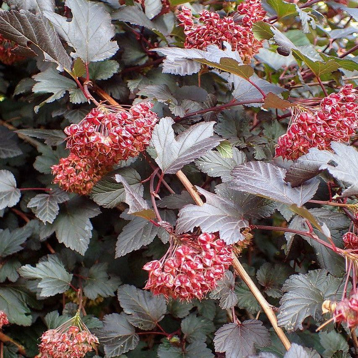 Physocarpus opulifolius 'Monlo' ~ Diablo® Ninebark-ServeScape