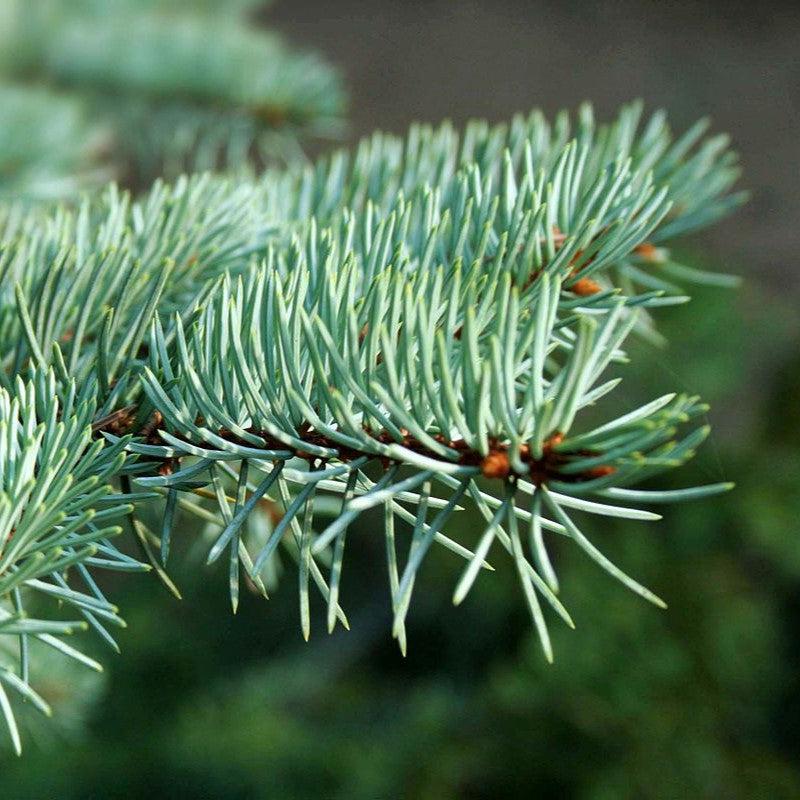 Picea pungens var 'Glauca'~ Colorado Blue Spruce-ServeScape