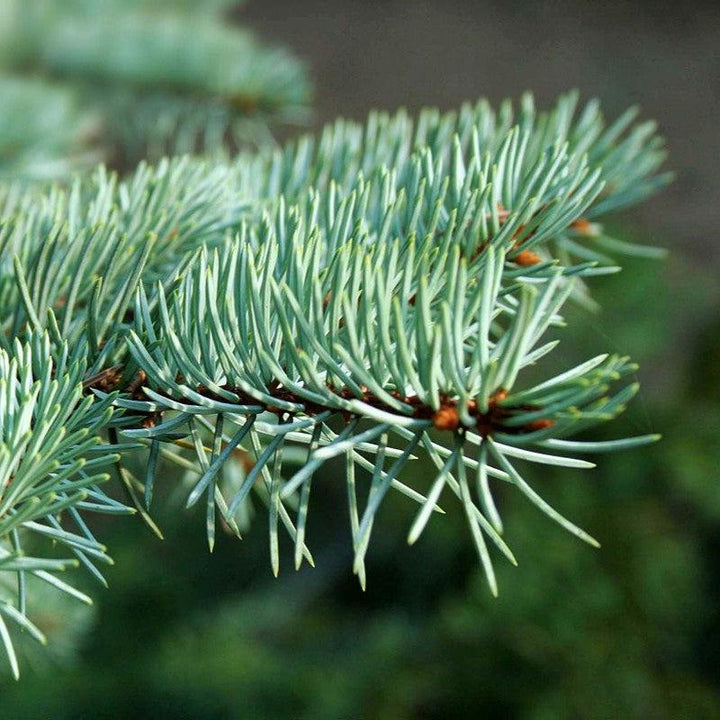 Picea pungens var 'Glauca'~ Colorado Blue Spruce-ServeScape