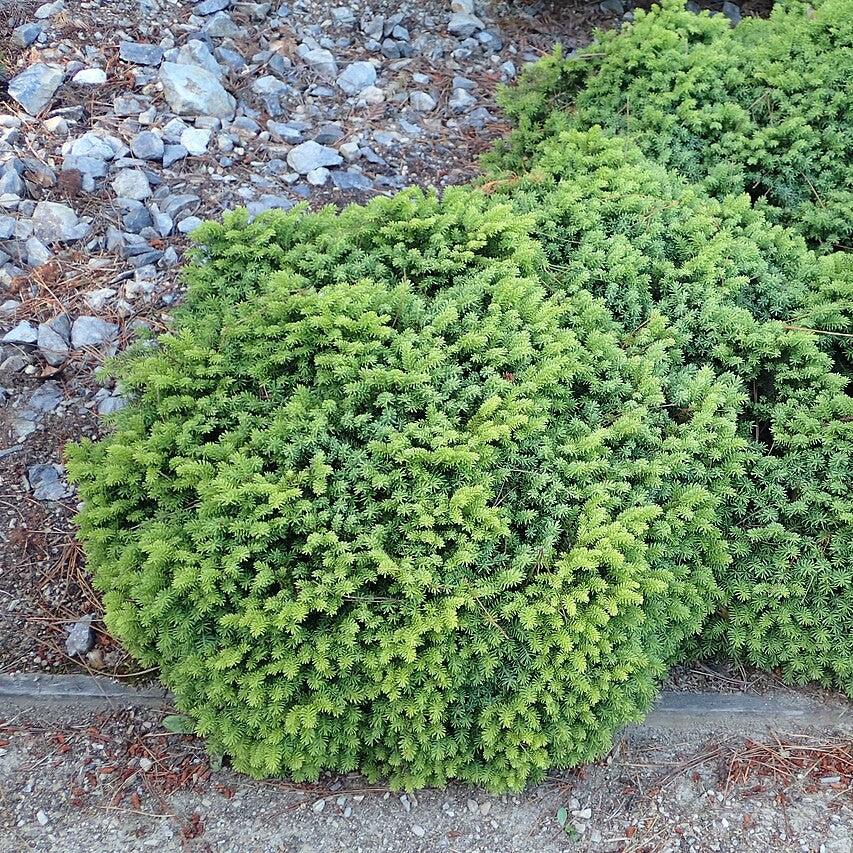 Picea abies 'Little Gem' ~ Little Gem Norway Spruce-ServeScape