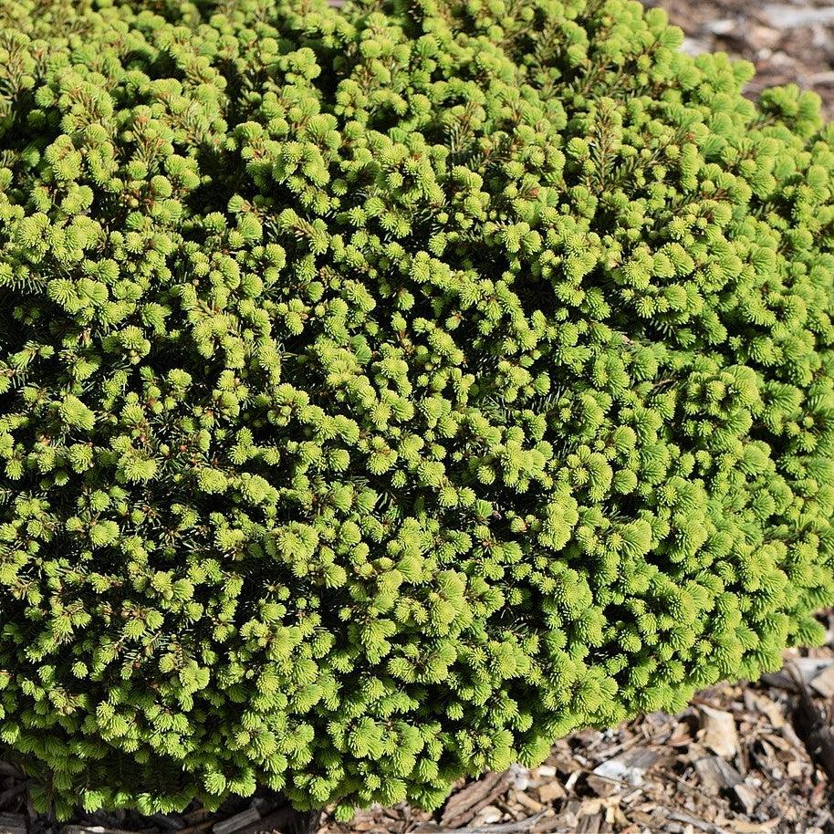 Picea abies 'Little Gem' ~ Little Gem Norway Spruce-ServeScape