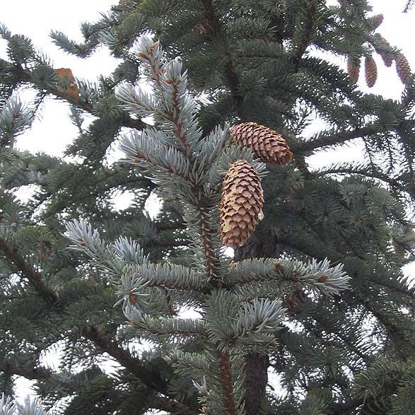 Picea pungens ~ Colorado Blue Spruce-ServeScape
