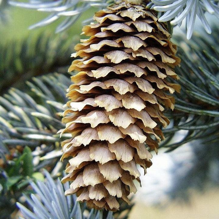 Picea pungens ~ Colorado Blue Spruce-ServeScape