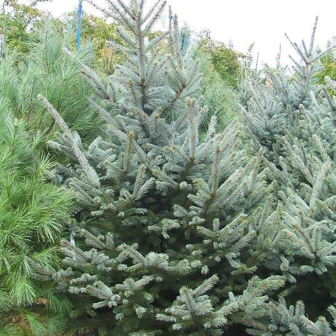 Picea pungens 'Fat Albert' ~ Fat Albert Blue Spruce-ServeScape