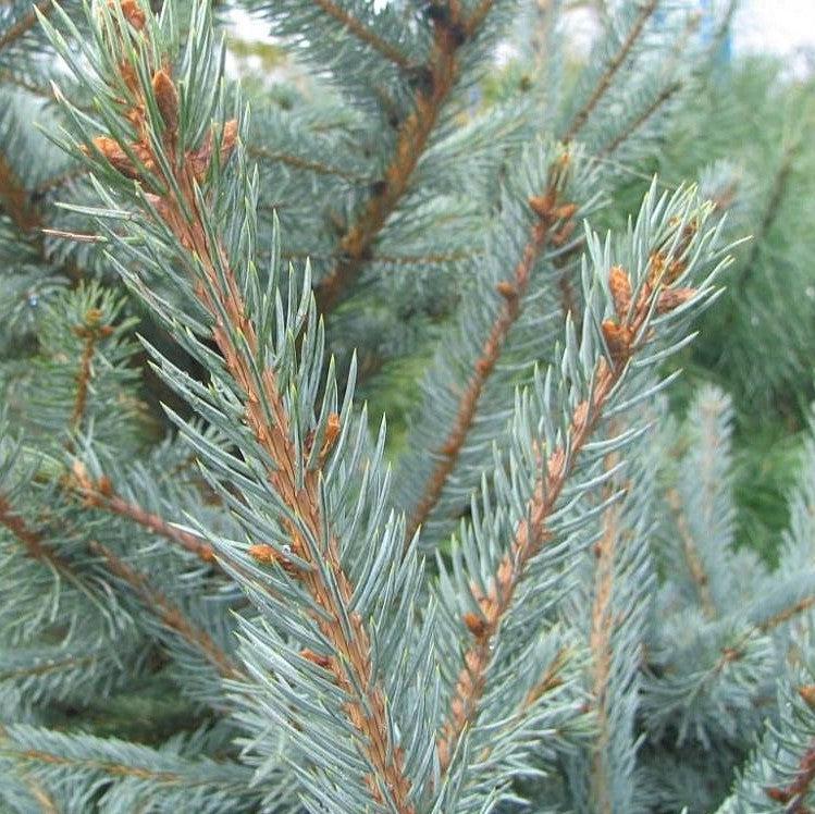 Picea pungens 'Fat Albert' ~ Fat Albert Blue Spruce-ServeScape