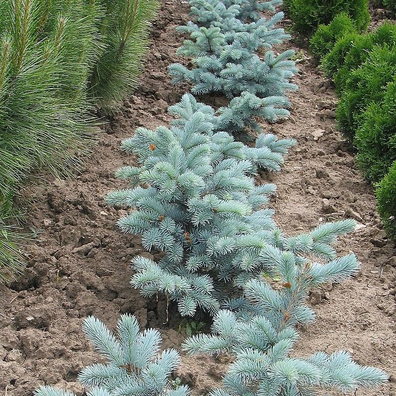 Picea pungens 'Hoopsii' ~ Hoopsii Blue Spruce-ServeScape