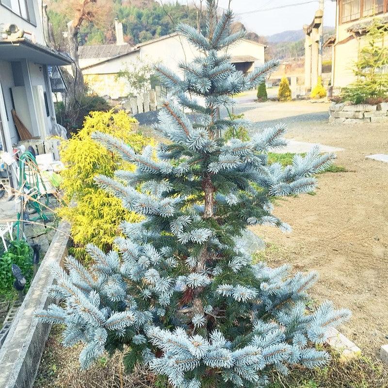 Picea pungens 'Hoopsii' ~ Hoopsii Blue Spruce-ServeScape