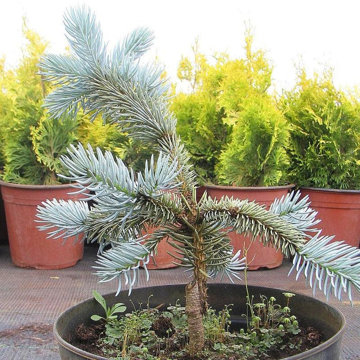 Picea pungens 'Hoopsii' ~ Hoopsii Blue Spruce-ServeScape