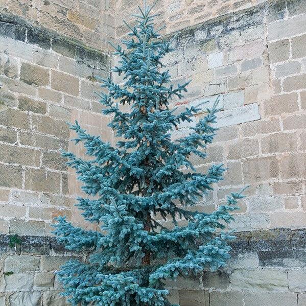 Picea pungens var 'Glauca'~ Colorado Blue Spruce-ServeScape