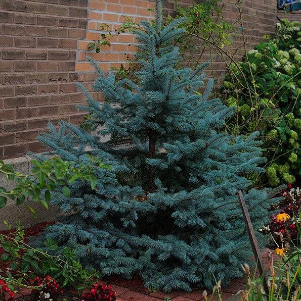 Picea pungens 'Iseli Foxtail' ~ Iseli Foxtail Blue Spruce-ServeScape