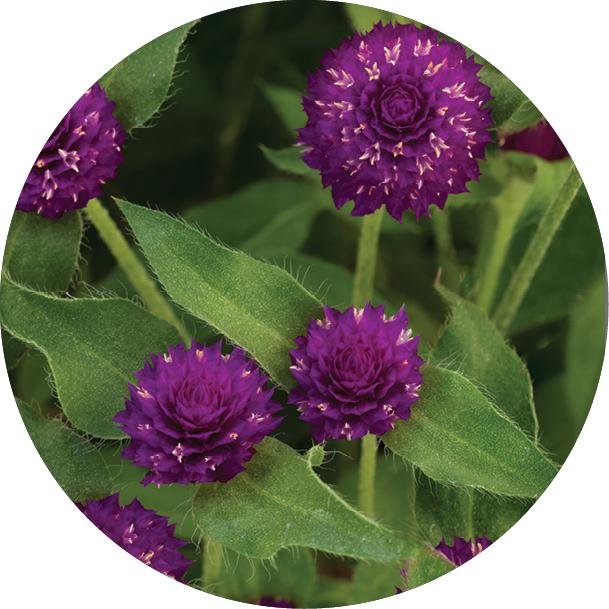 Gomphrena 'PinballPurple' ~ Pinball™ Purple Globe Amaranth-ServeScape