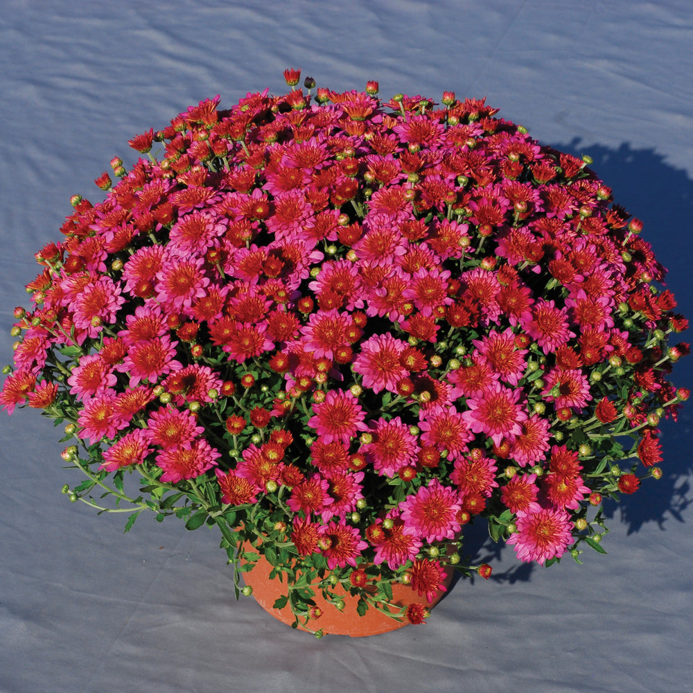 Chrysanthemum x morifolium 'CIFZ0028' ~ Pink Frenzy Mum-ServeScape