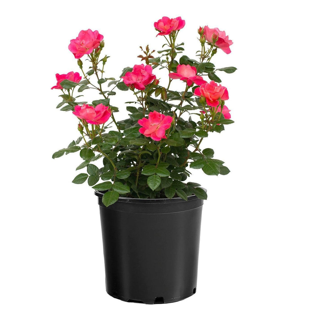 Rosa 'Sprogreatpink' PP 32,663 ~ Brick House® Pink Rose-ServeScape